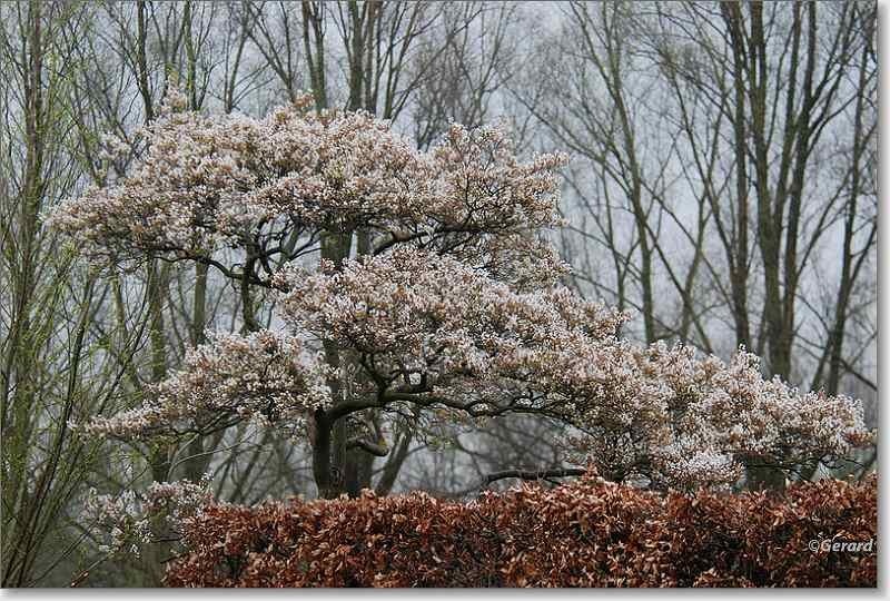 Bloeiende krentenboom.JPG - Bloeiende krentenboom.